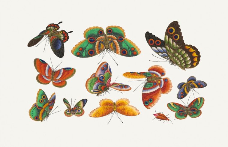 Come essere forti durante la nostra trasformazione da bruchi a farfalle